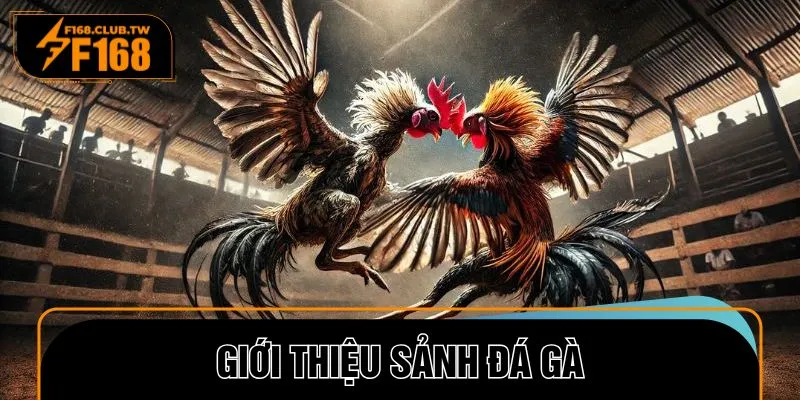Một vài thông tin giới thiệu sơ lược về sân chơi đá gà